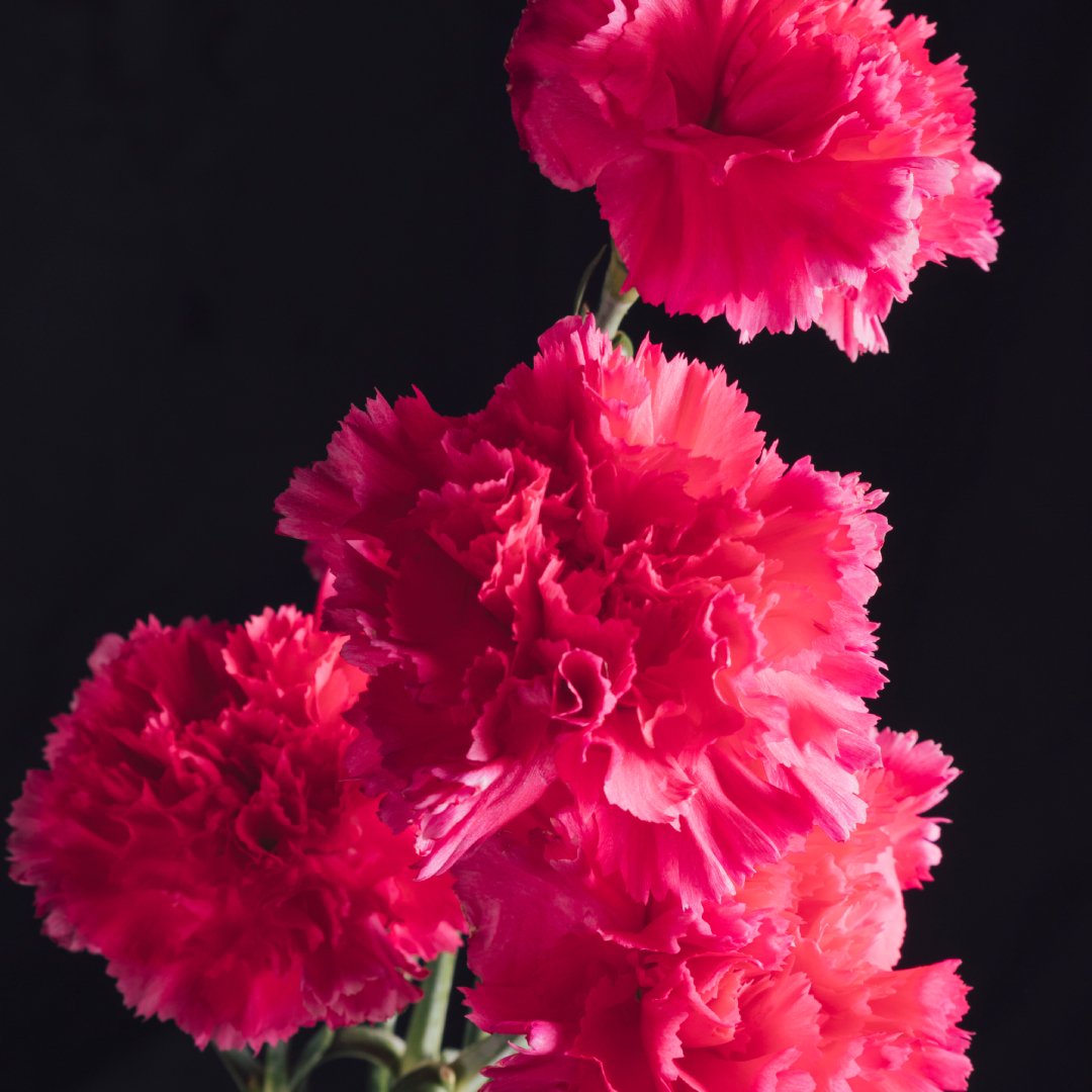 Carnations Flower