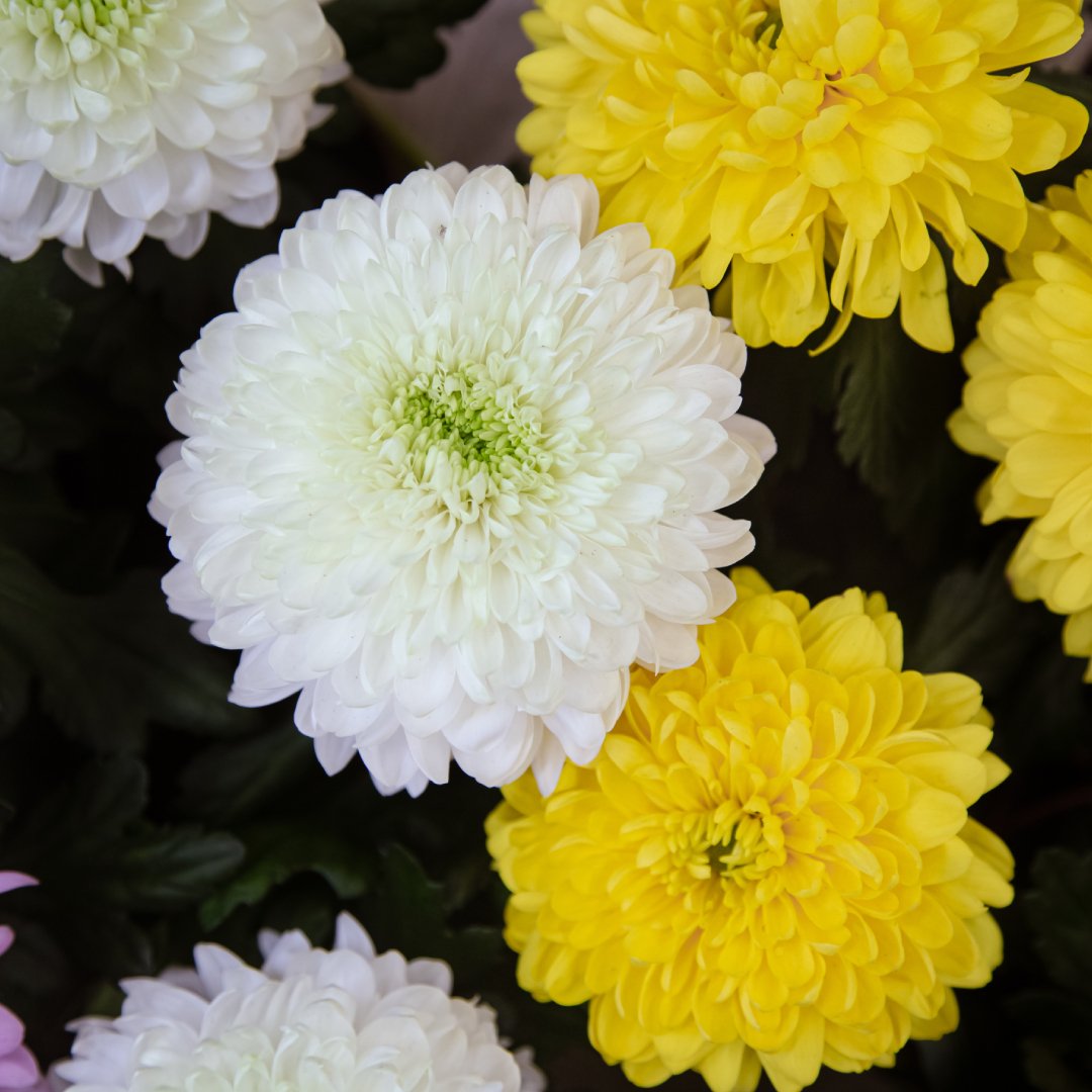 Chrysanthemums Flower