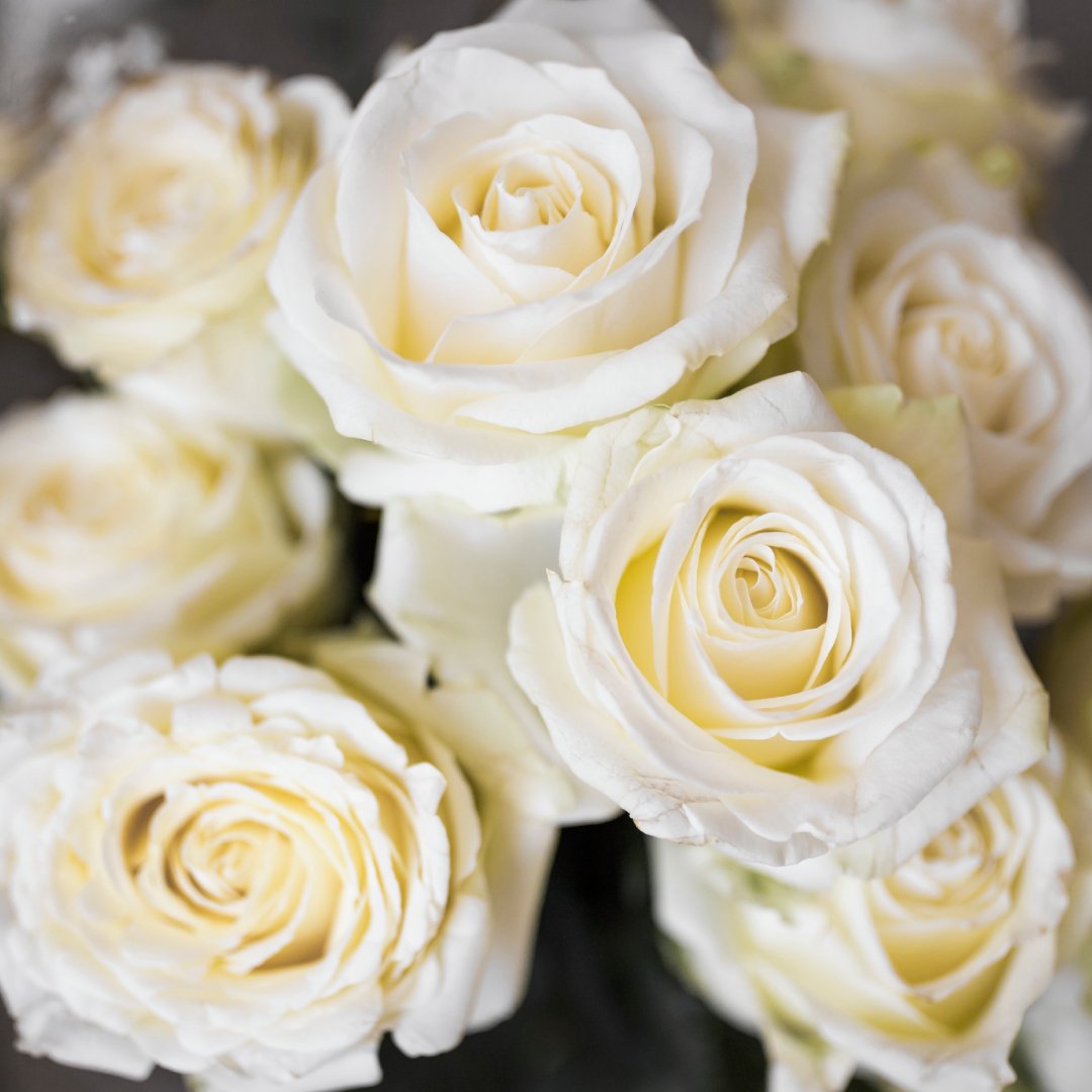 White Roses Flower